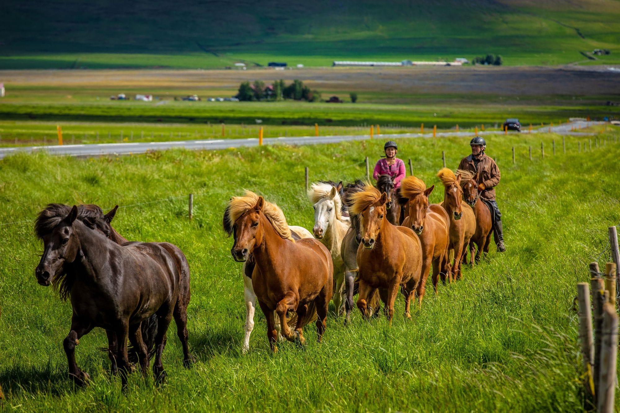 Horses Iceland