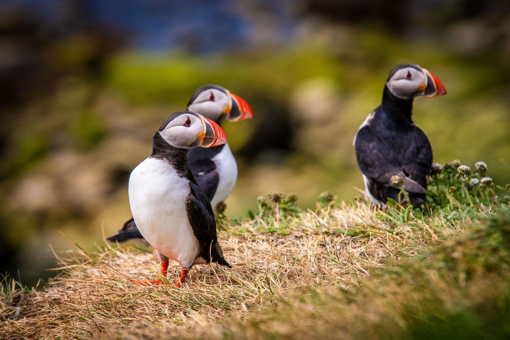 Puffins