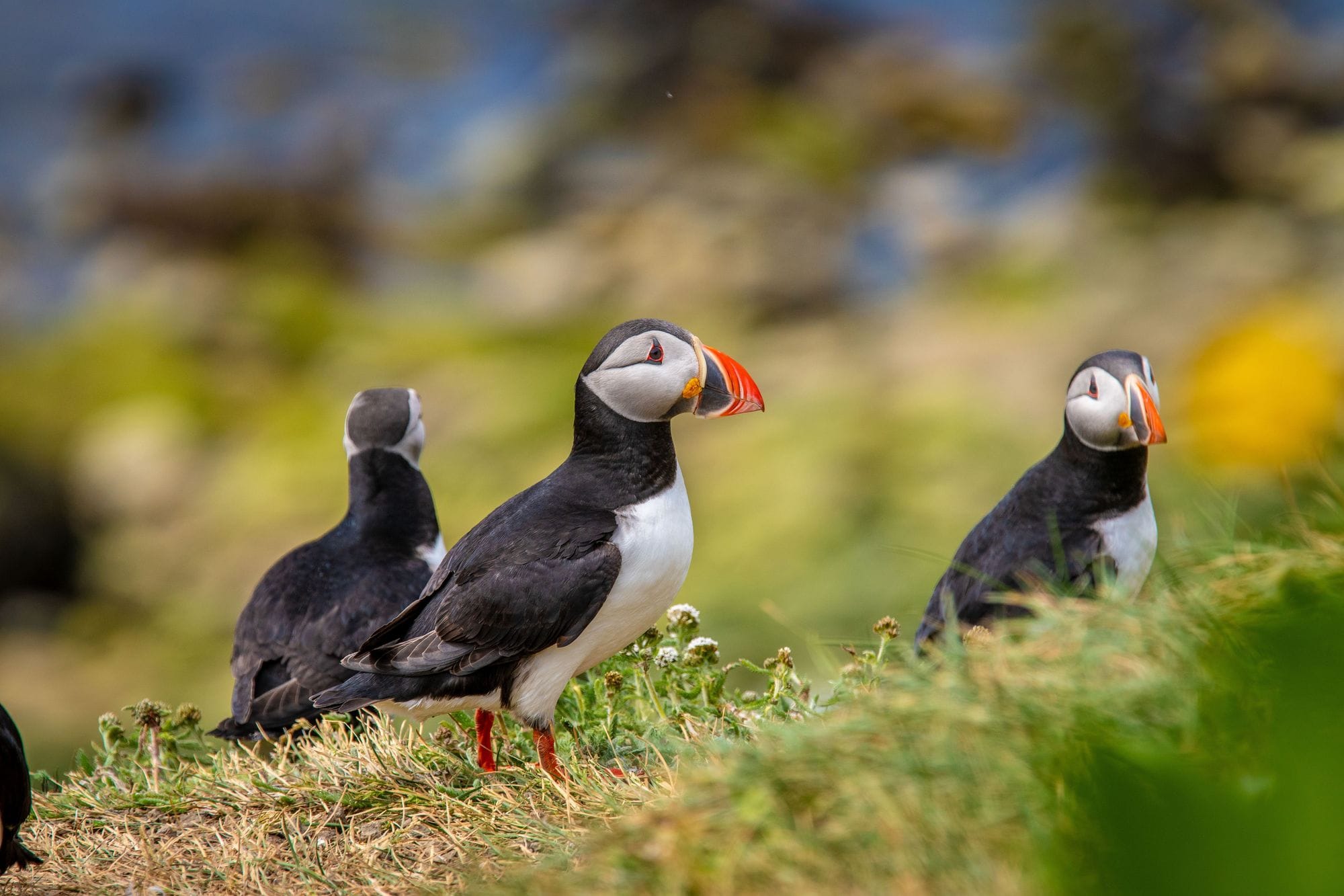 Lundar Puffins - Visit North