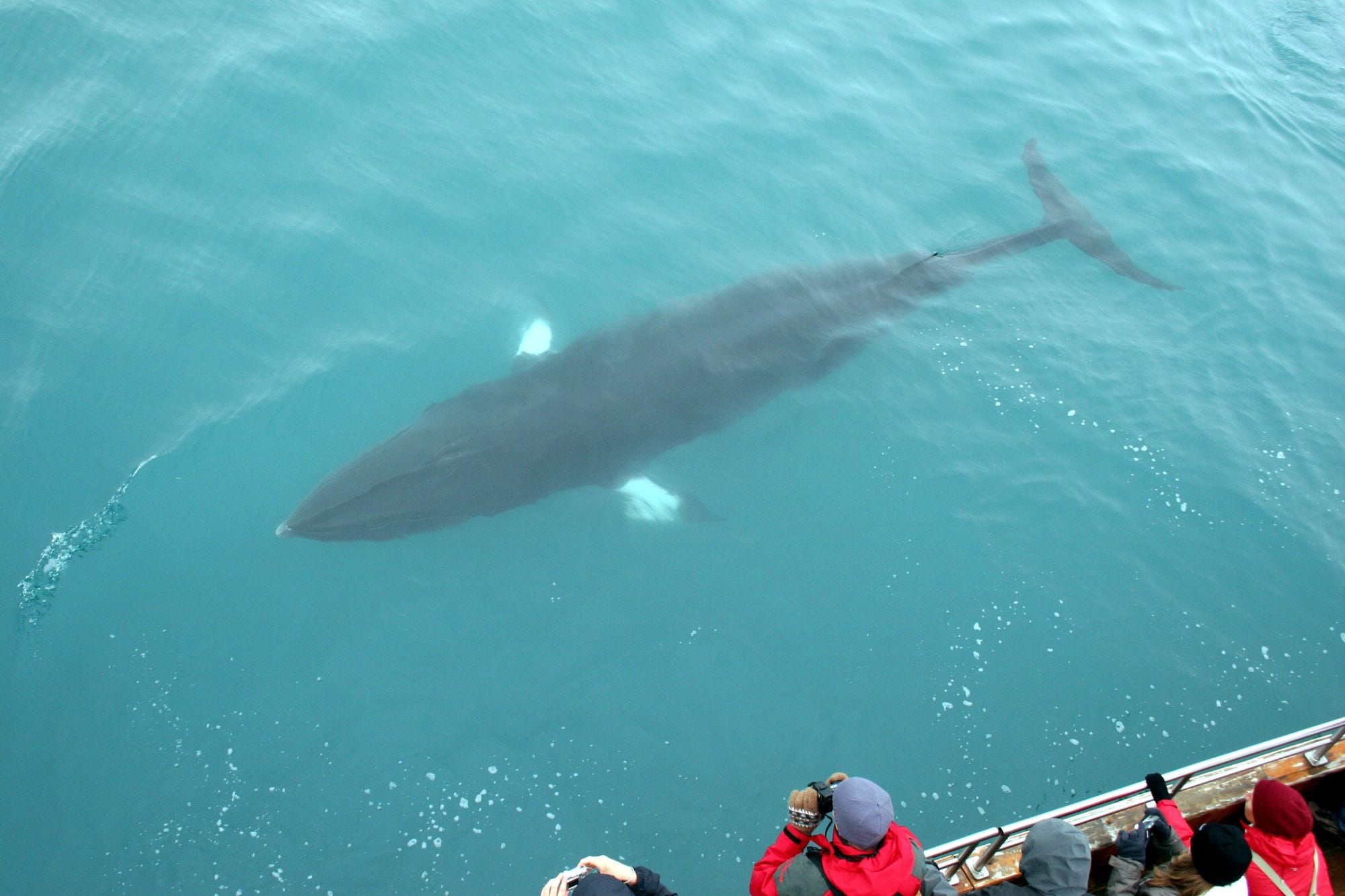 Húsavík Whale Watching North - Visit North