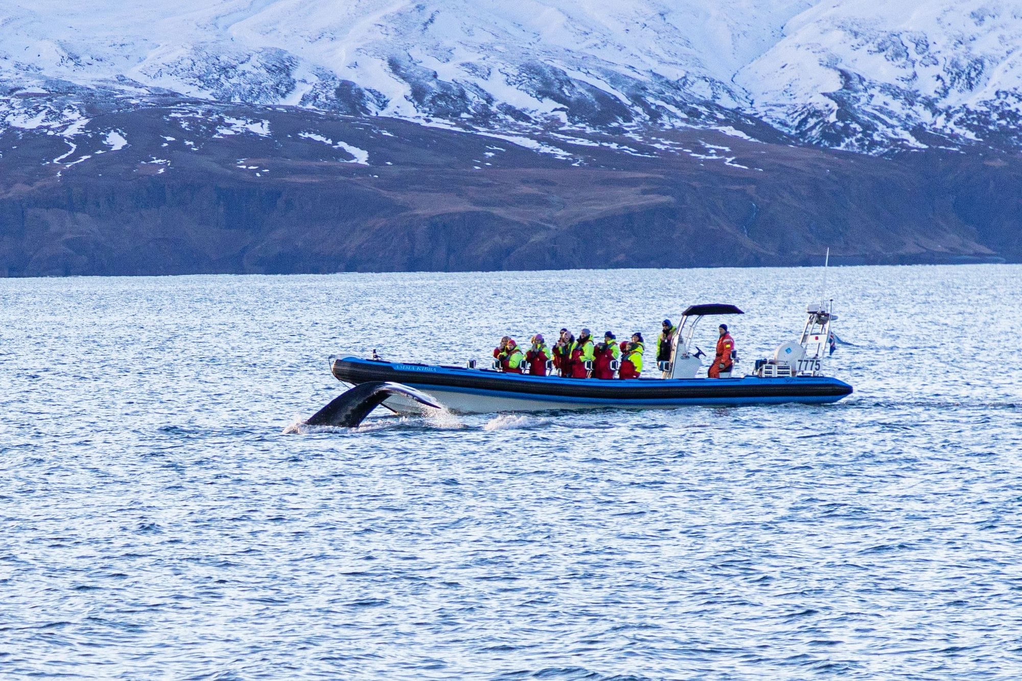 Akureyri Whale Watching North - Visit North
