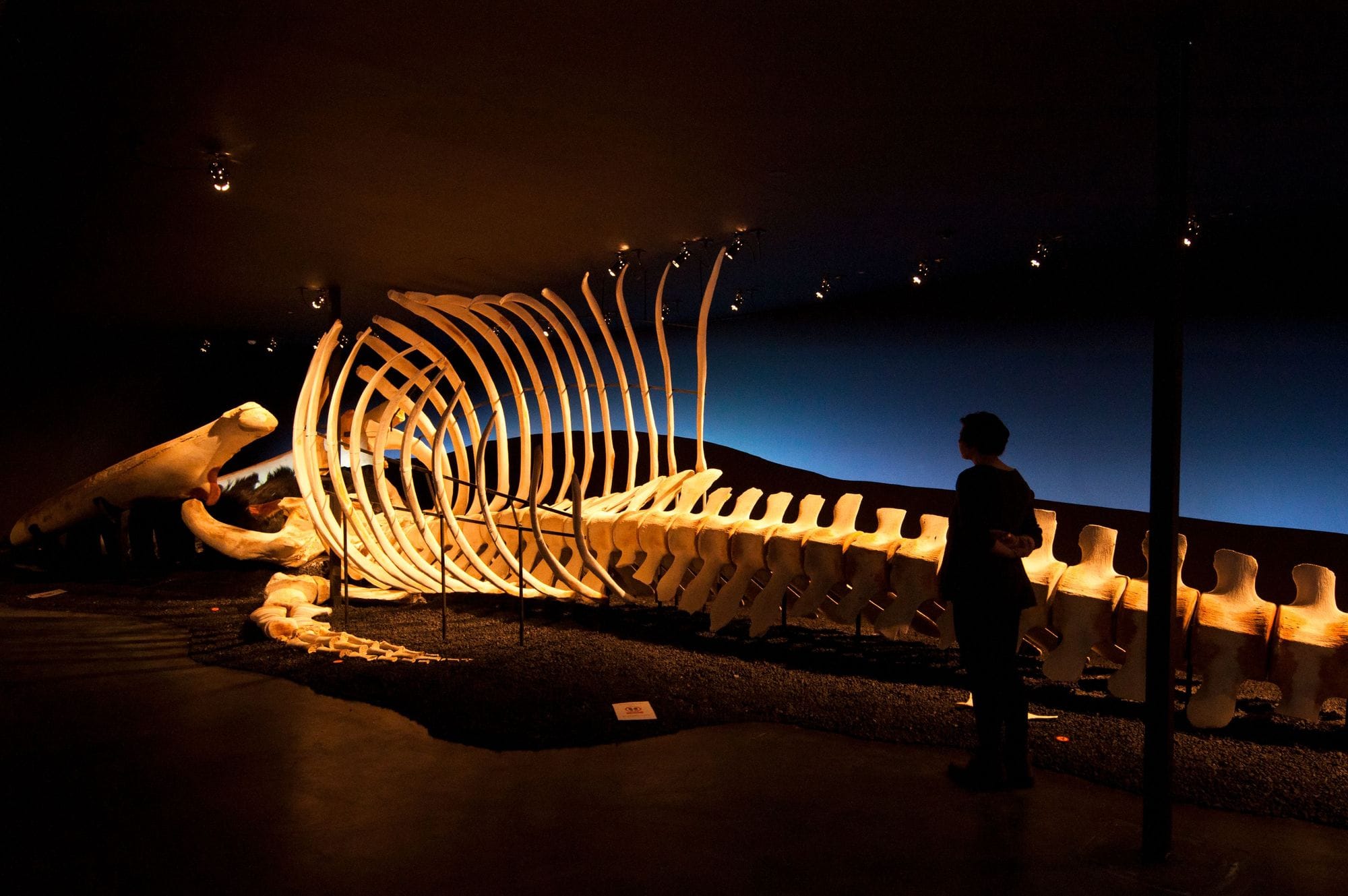 Husavik Whale Museum - Visit North