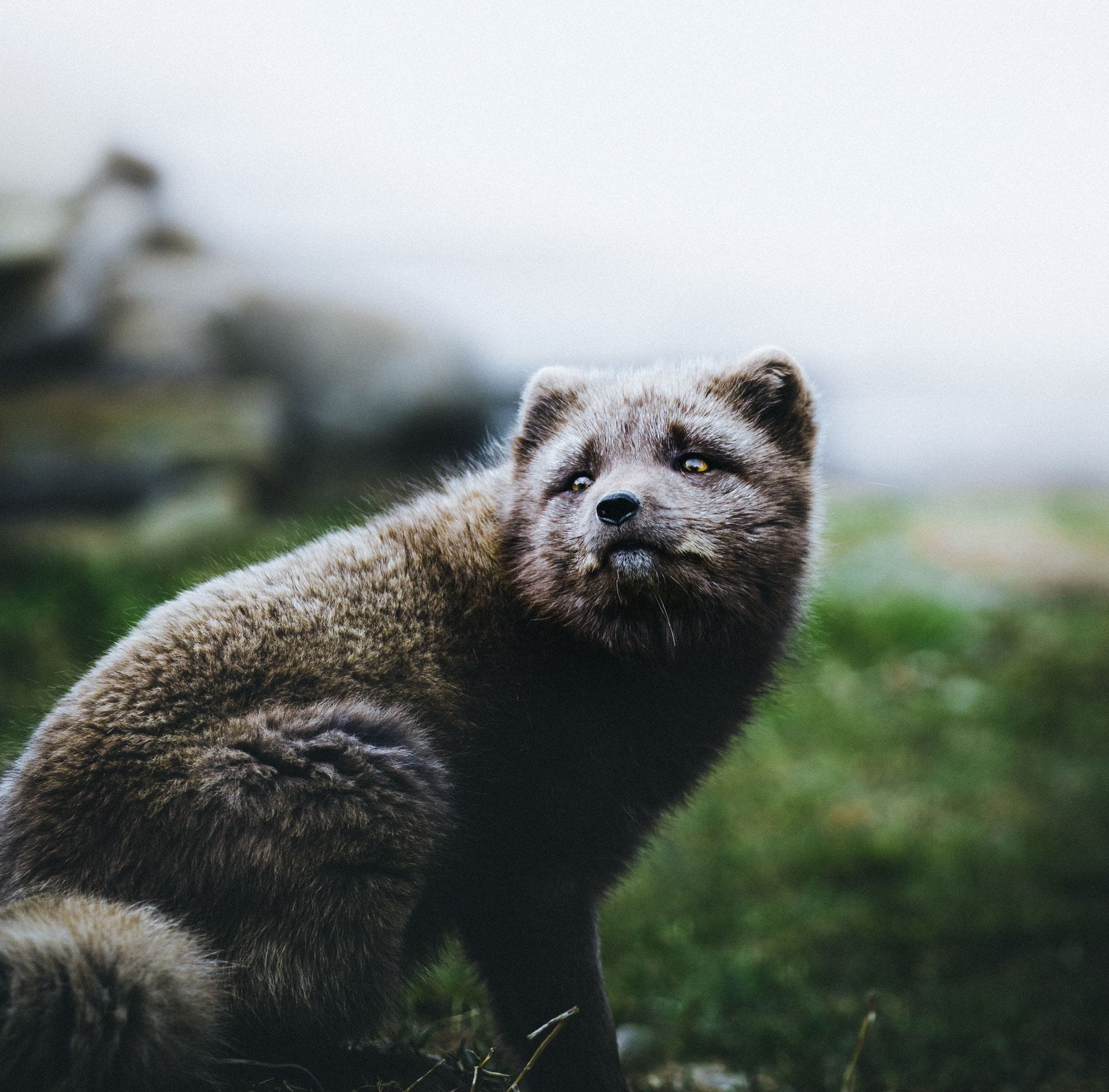 Hornstrandir Westfjords Arctic Fox - Icelandic Explorer