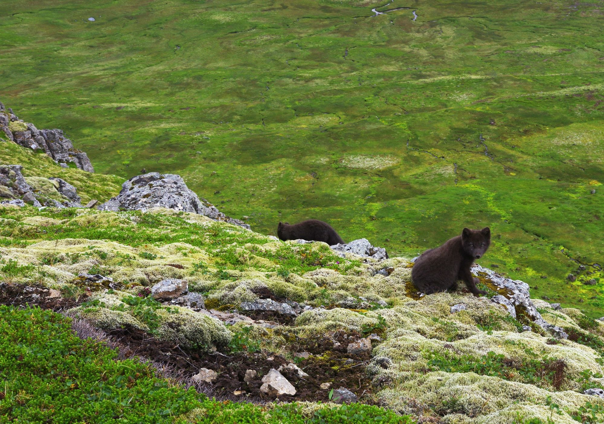 Hornstrandir Westfjords - Tomas Zrna