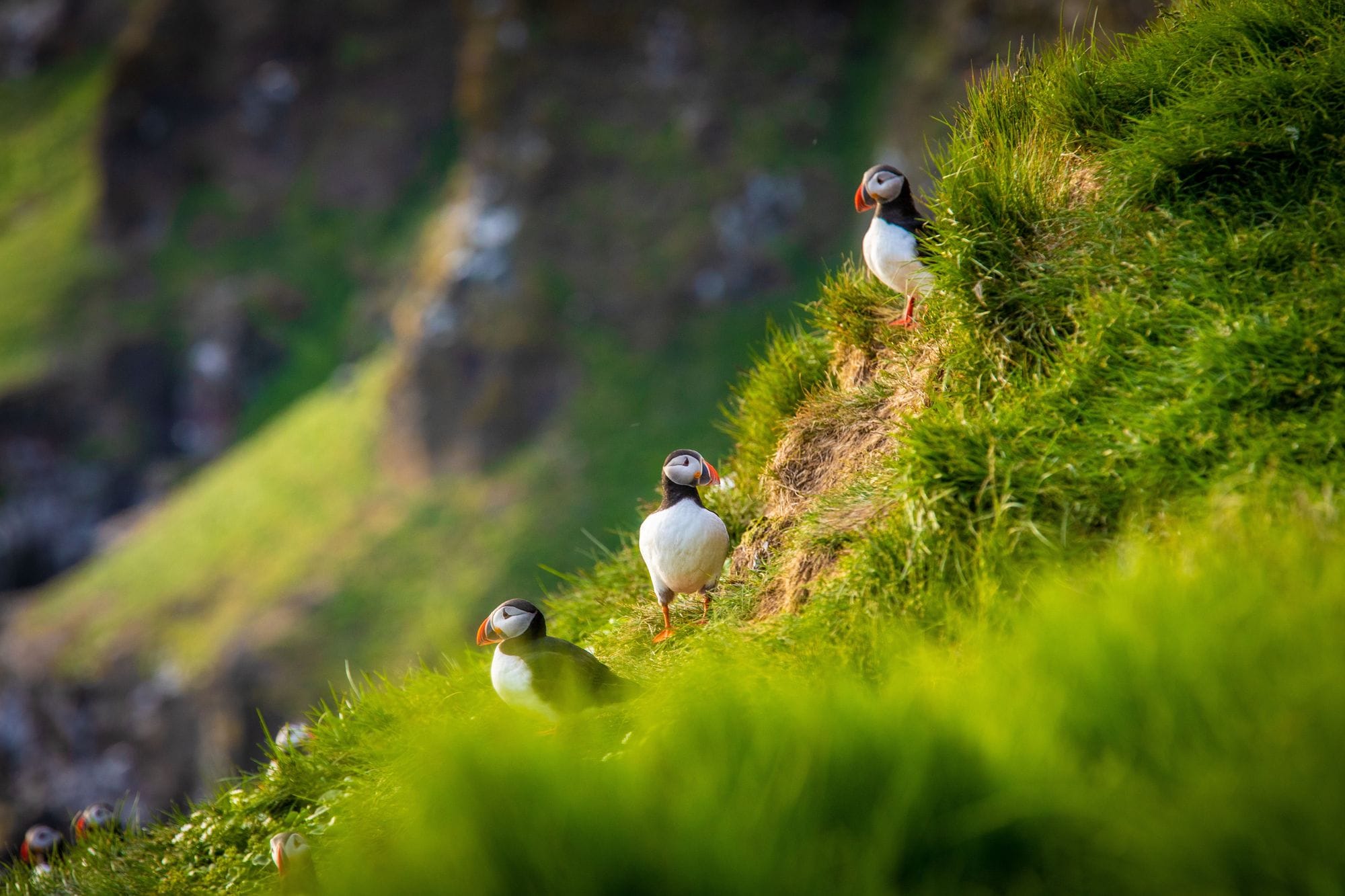 Puffin Iceland