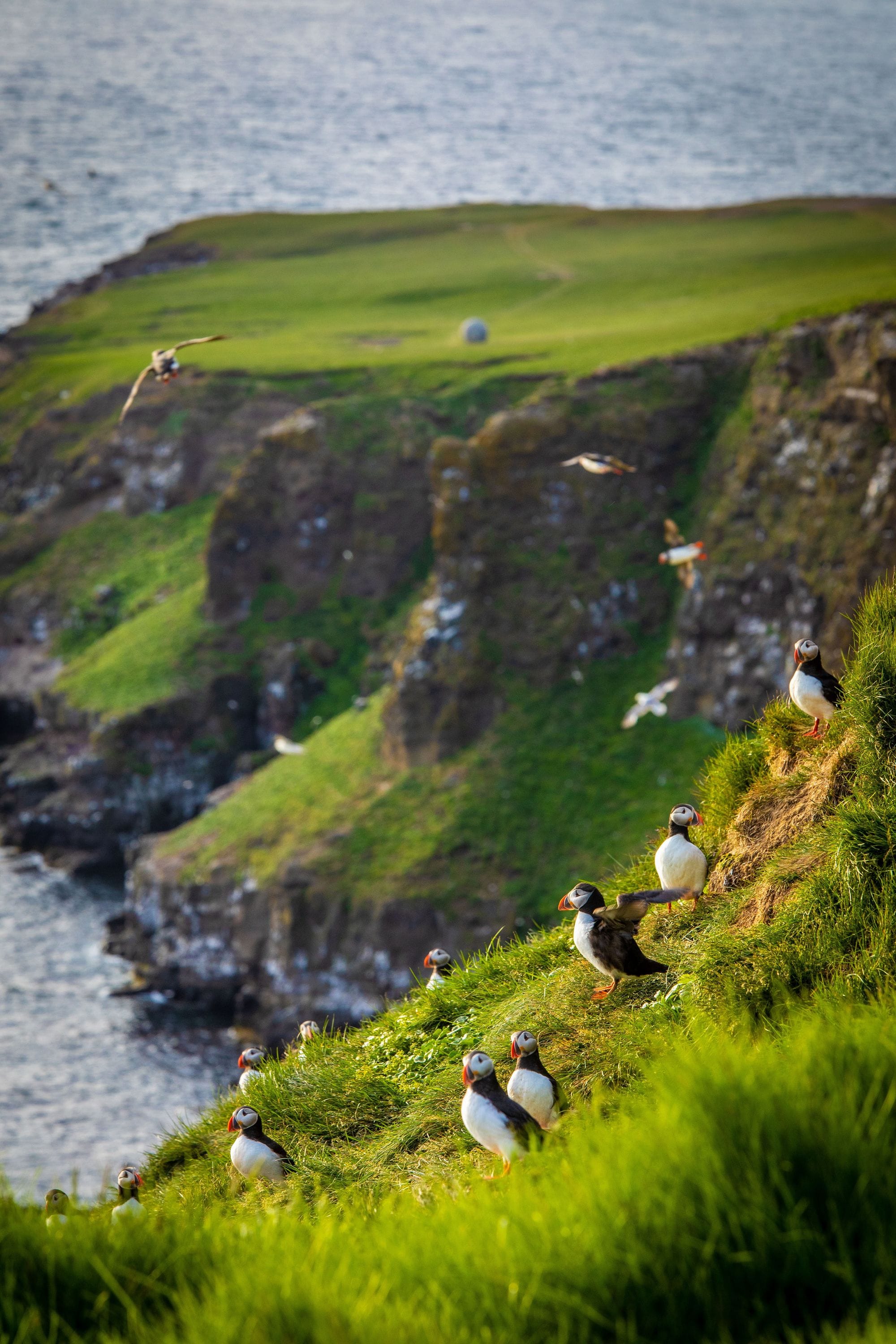 Puffin Iceland
