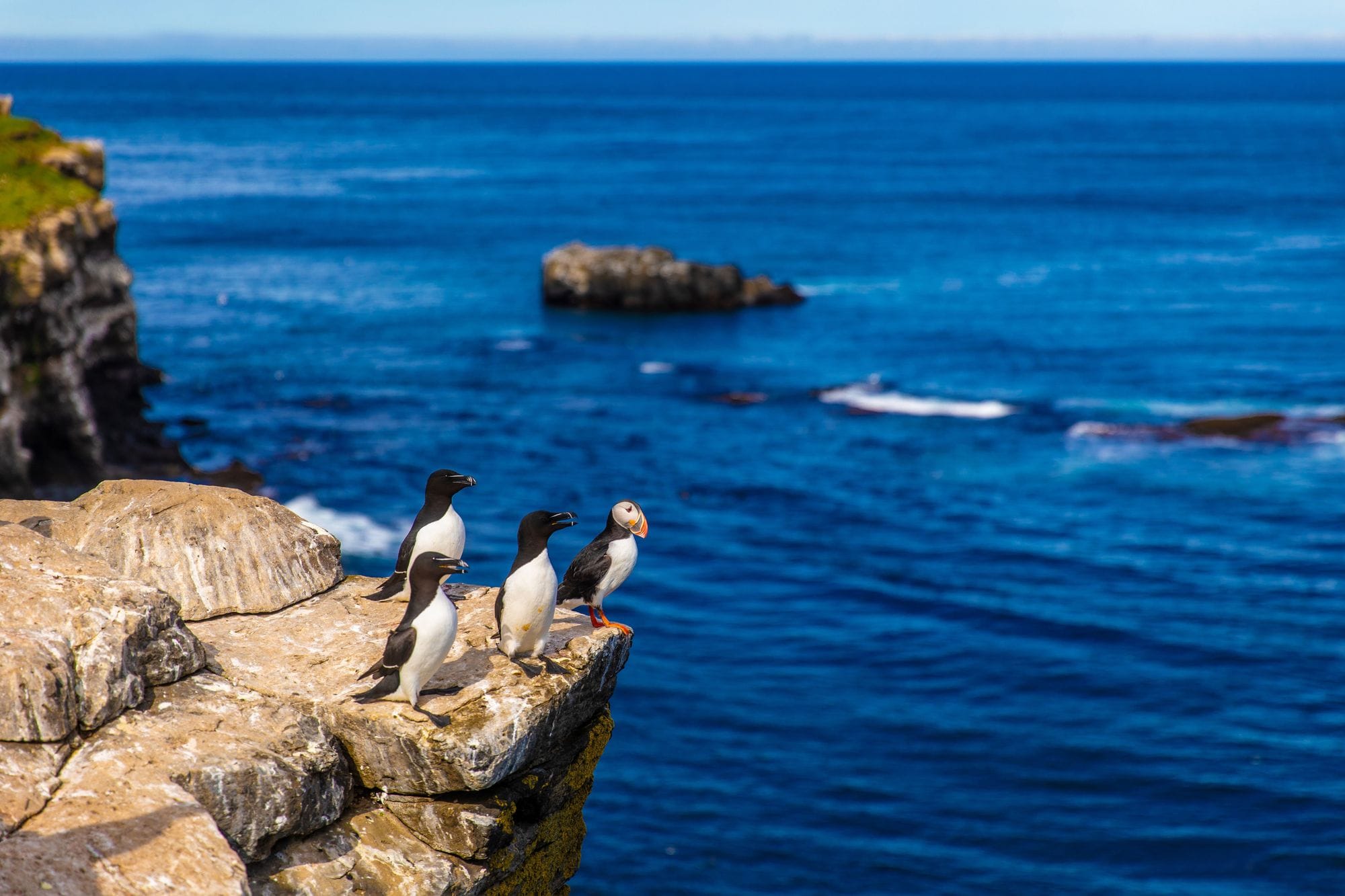 Seabirds Puffin Latrabjarg